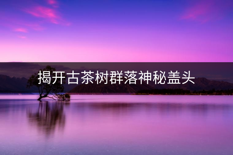 揭開古茶樹群落神秘蓋頭