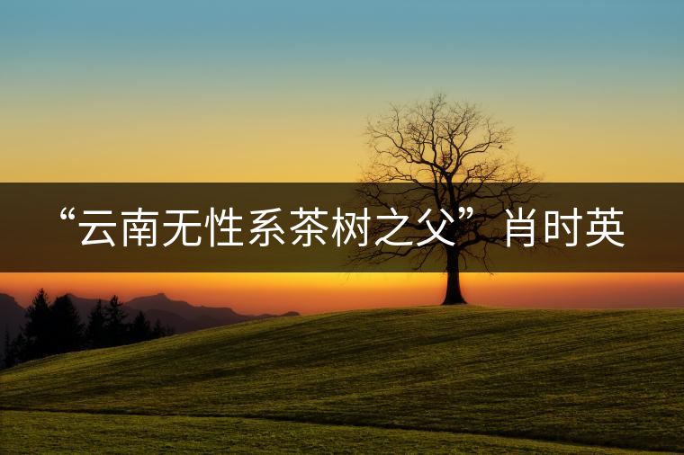 “云南無(wú)性系茶樹(shù)之父”肖時(shí)英—— 為了云茶根深葉茂