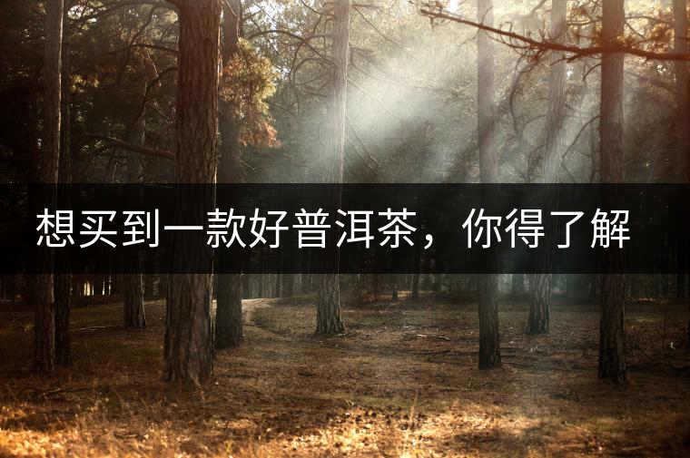 想買到一款好普洱茶，你得了解這些……