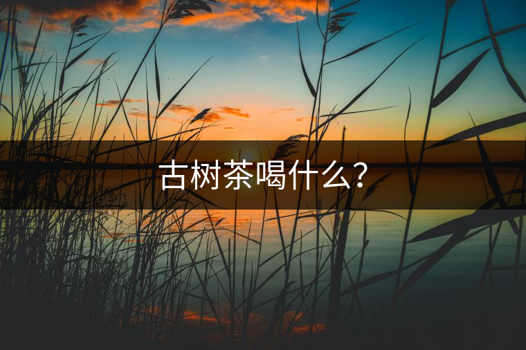 古樹茶喝什么？