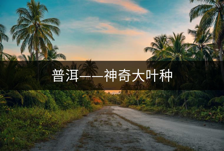 普洱——神奇大葉種