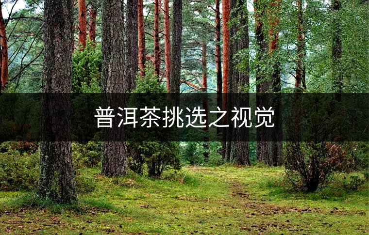 普洱茶挑選之視覺 普洱茶挑選之視覺