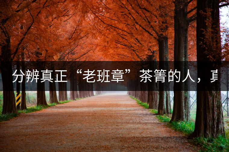 分辨真正“老班章”茶箐的人，真的不多！