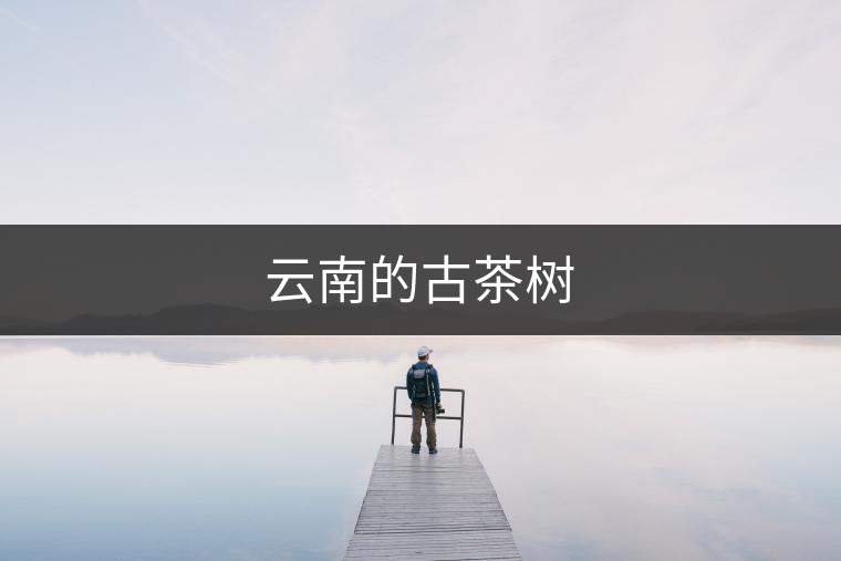 云南的古茶樹(shù)