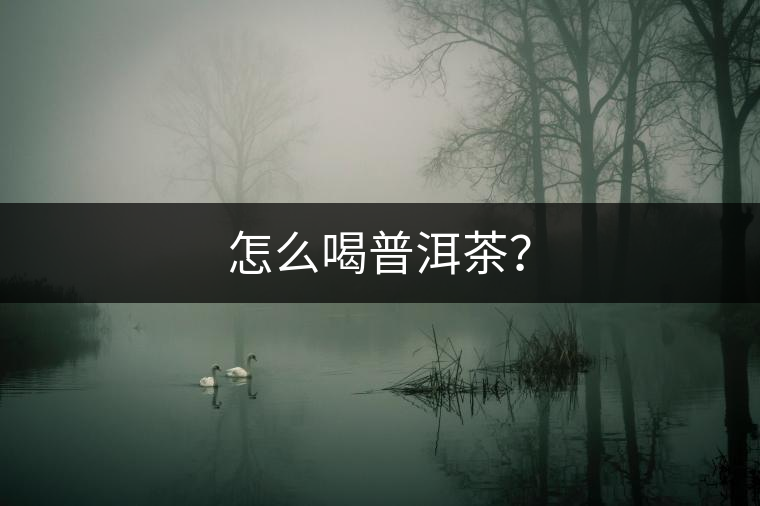 怎么喝普洱茶？