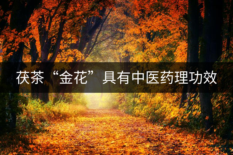 茯茶“金花”具有中醫(yī)藥理功效