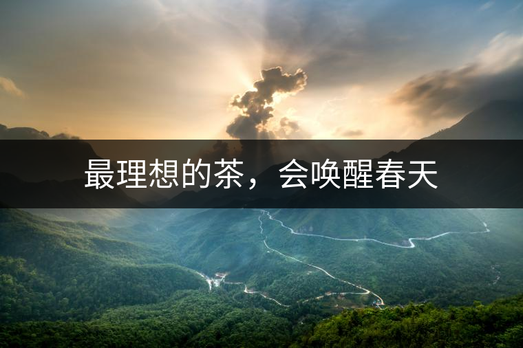 最理想的茶，會(huì)喚醒春天