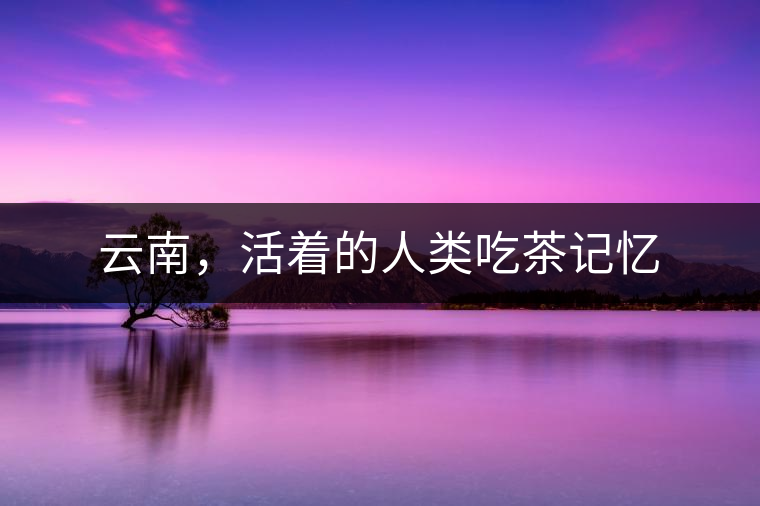 云南，活著的人類吃茶記憶