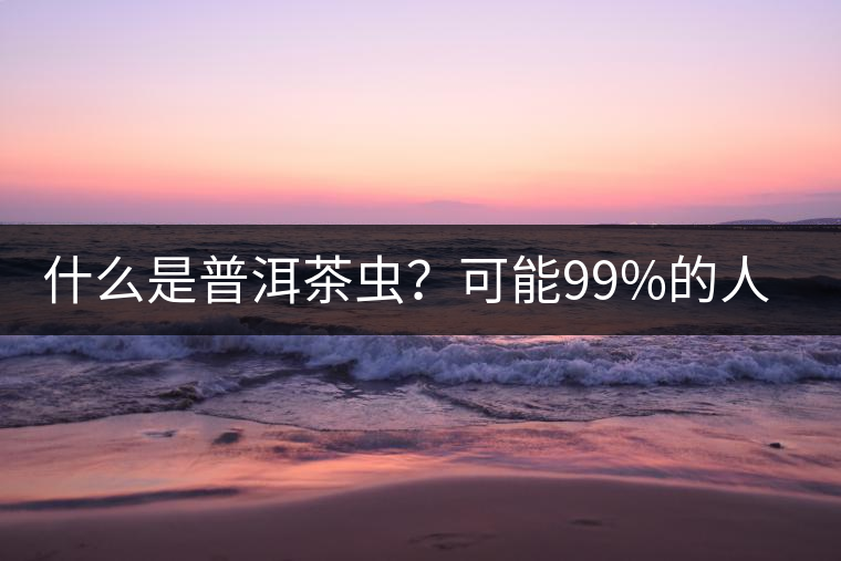 什么是普洱茶蟲？可能99%的人都不知道