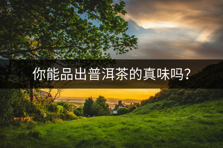 你能品出普洱茶的真味嗎？