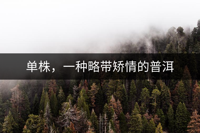 單株，一種略帶矯情的普洱