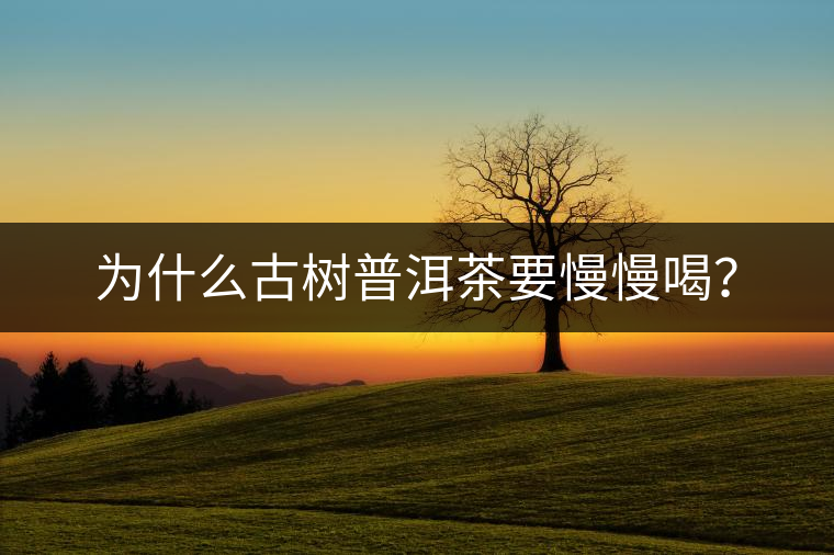 為什么古樹普洱茶要慢慢喝？