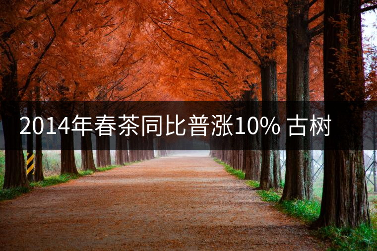 2014年春茶同比普漲10% 古樹(shù)普洱茶或?qū)⑸细?倍