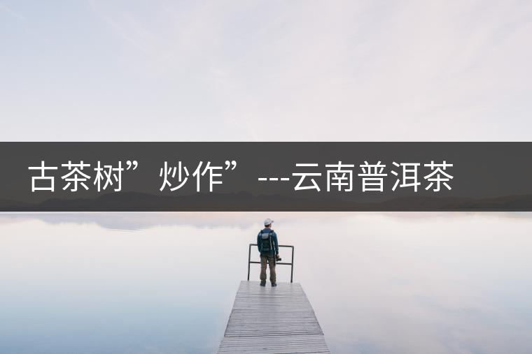 古茶樹”炒作”---云南普洱茶銷售的突破點之二