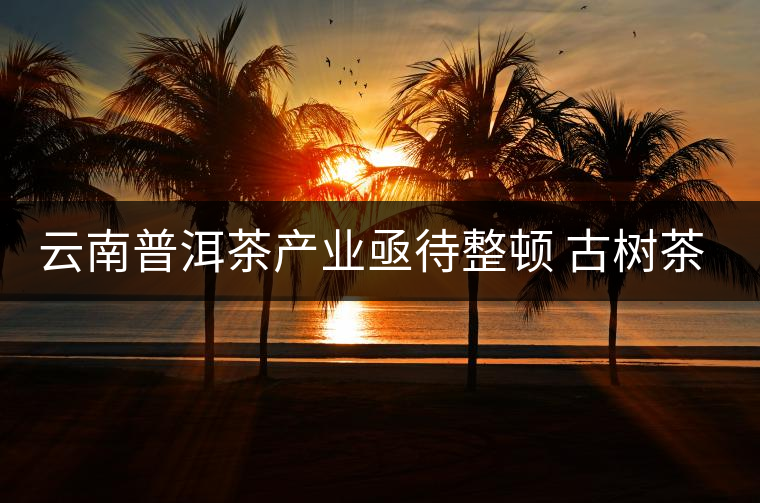 云南普洱茶產(chǎn)業(yè)亟待整頓 古樹茶葉現(xiàn)狀堪憂 云南普洱茶產(chǎn)業(yè)亟待整頓 古樹茶葉現(xiàn)狀堪憂