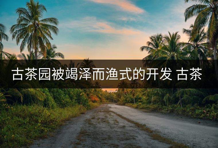 古茶園被竭澤而漁式的開發(fā) 古茶還能香多久？