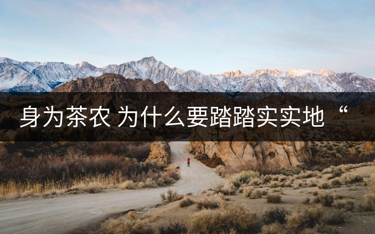 身為茶農(nóng) 為什么要踏踏實實地“放毒”！