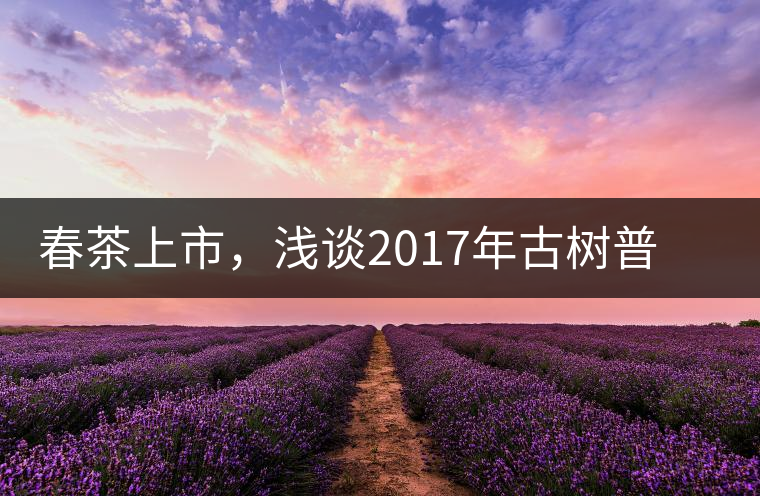 春茶上市，淺談2017年古樹普洱茶的市場增值潛力