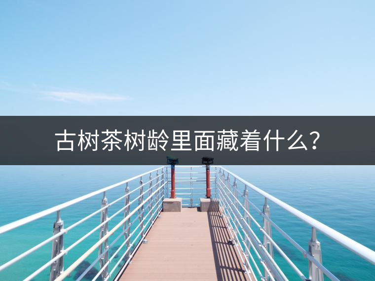 古樹茶樹齡里面藏著什么？