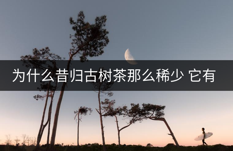 為什么昔歸古樹茶那么稀少 它有什么特點(diǎn)？
