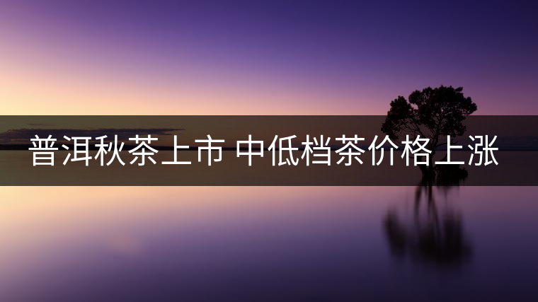 普洱秋茶上市 中低檔茶價(jià)格上漲成銷售主力