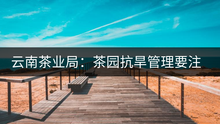 云南茶業(yè)局:茶園抗旱管理要注意的幾點(diǎn) 云南茶業(yè)局:茶園抗旱管理要注意的幾點(diǎn)