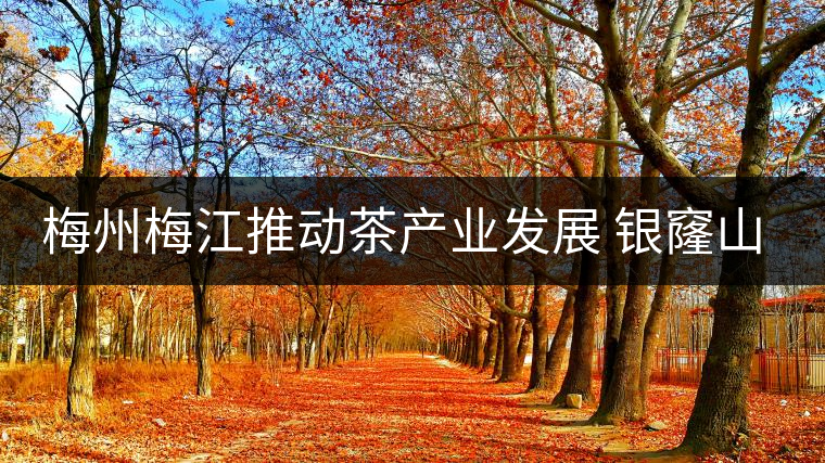 梅州梅江推動(dòng)茶產(chǎn)業(yè)發(fā)展 銀窿山春茶開始采摘 梅州梅江推動(dòng)茶產(chǎn)業(yè)發(fā)展 銀窿山春茶開始采摘