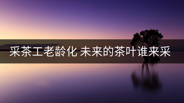 采茶工老齡化 未來的茶葉誰來采？