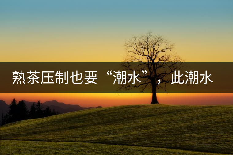 熟茶壓制也要“潮水”，此潮水的目的是什么？