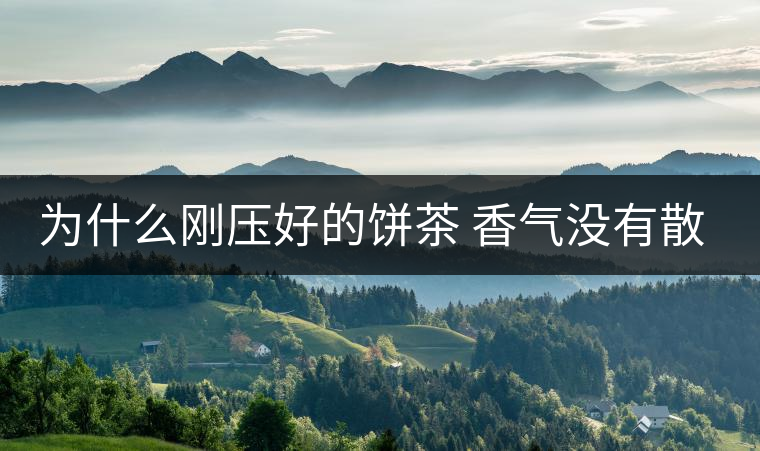 為什么剛壓好的餅茶 香氣沒有散茶好？