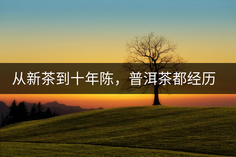 從新茶到十年陳，普洱茶都經(jīng)歷了什么？