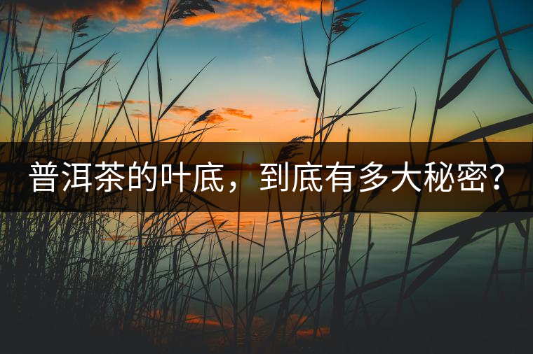 普洱茶的葉底，到底有多大秘密？