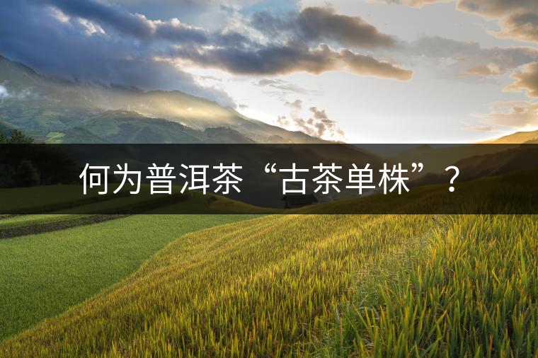 何為普洱茶“古茶單株”？