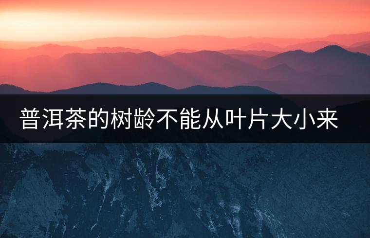 普洱茶的樹齡不能從葉片大小來判斷 普洱茶的樹齡不能從葉片大小來判斷