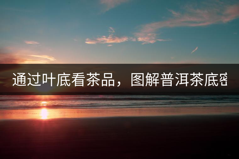 通過(guò)葉底看茶品，圖解普洱茶底密碼！