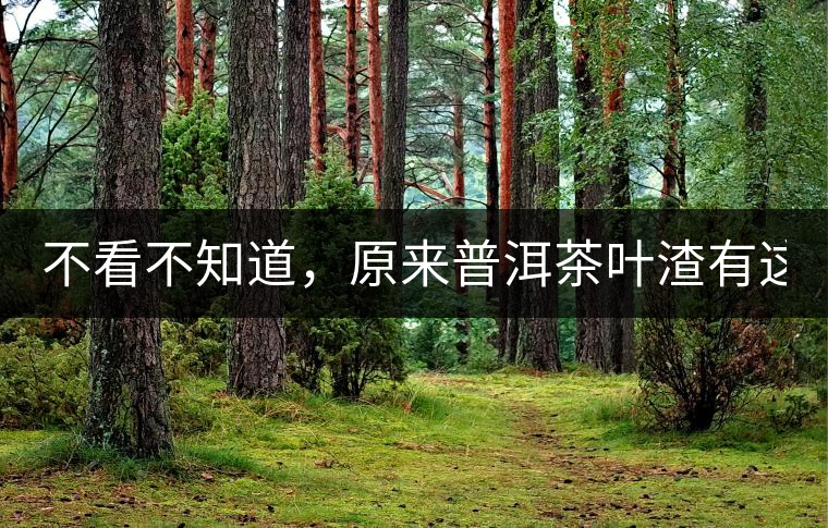 不看不知道，原來(lái)普洱茶葉渣有這么多作用！