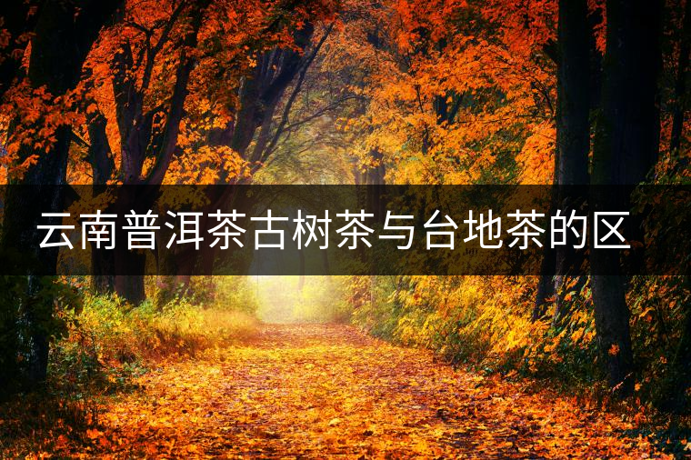 云南普洱茶古樹茶與臺地茶的區(qū)別