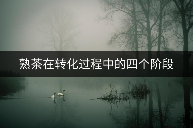 熟茶在轉(zhuǎn)化過程中的四個(gè)階段 熟茶在轉(zhuǎn)化過程中的四個(gè)階段