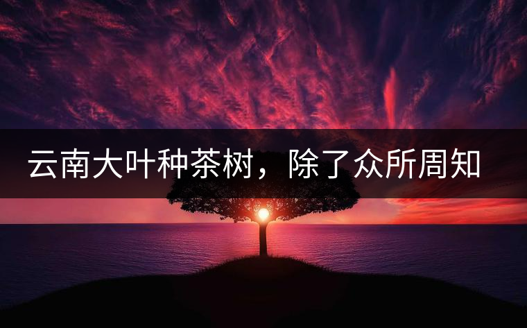 云南大葉種茶樹，除了眾所周知的“勐庫種”“勐海種”以外，還有那些品質(zhì)獨特的品種呢