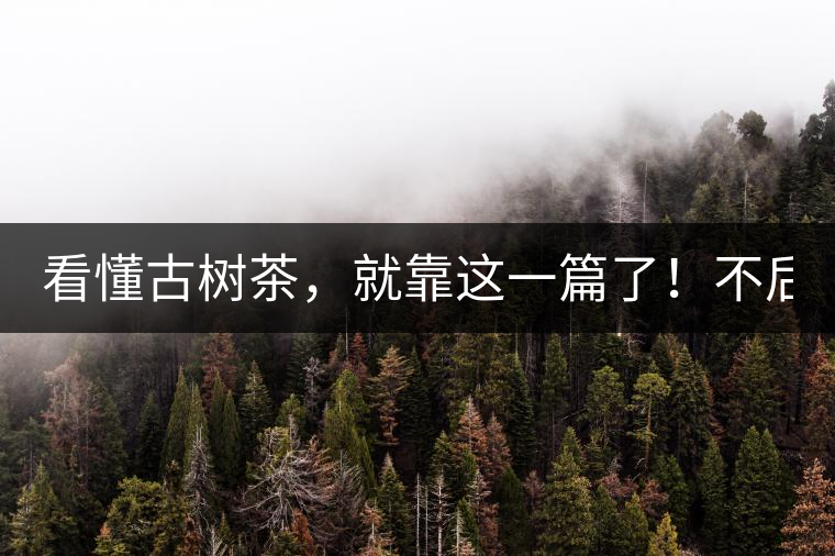 看懂古樹(shù)茶，就靠這一篇了！不后悔!