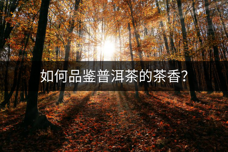 如何品鑒普洱茶的茶香？