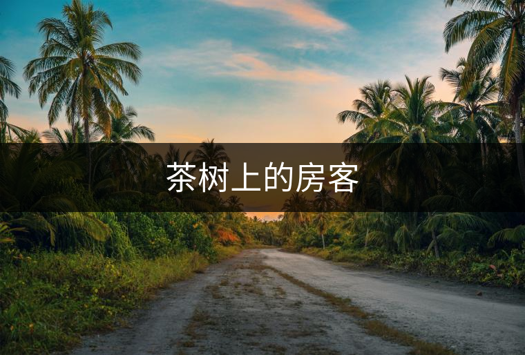 茶樹上的房客 茶樹上的房客