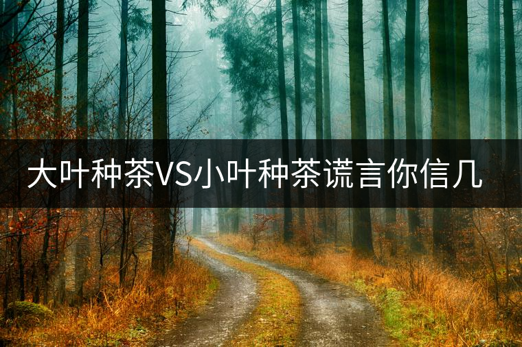 大葉種茶VS小葉種茶謊言你信幾個？