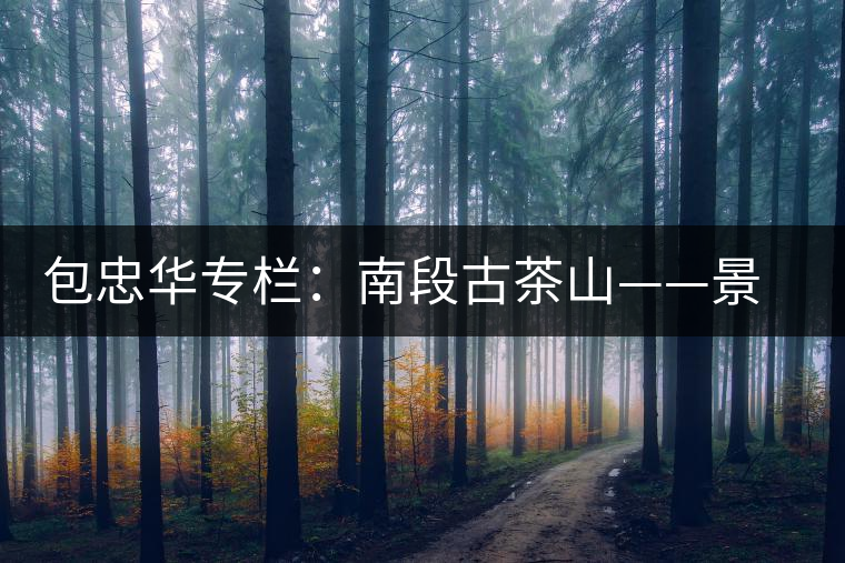 包忠華專欄:南段古茶山——景邁古茶山的姊妹山 包忠華專欄:南段古茶山——景邁古茶山的姊妹山
