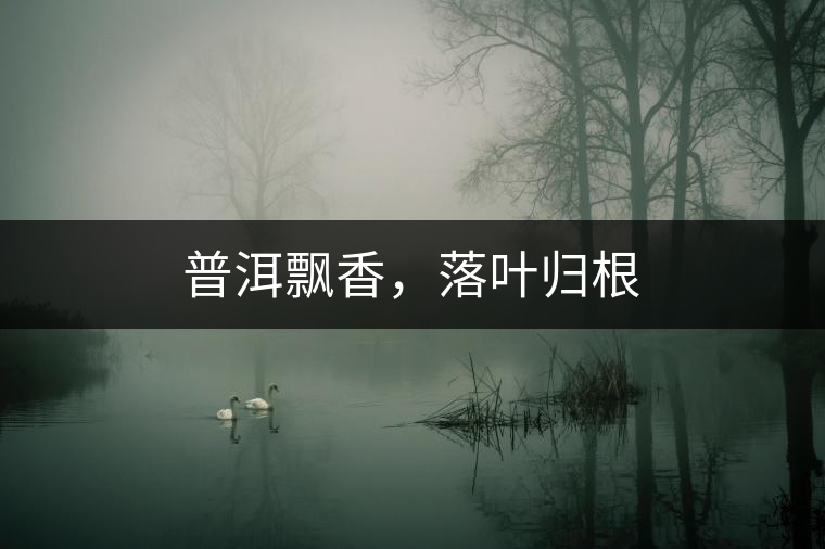 普洱飄香，落葉歸根