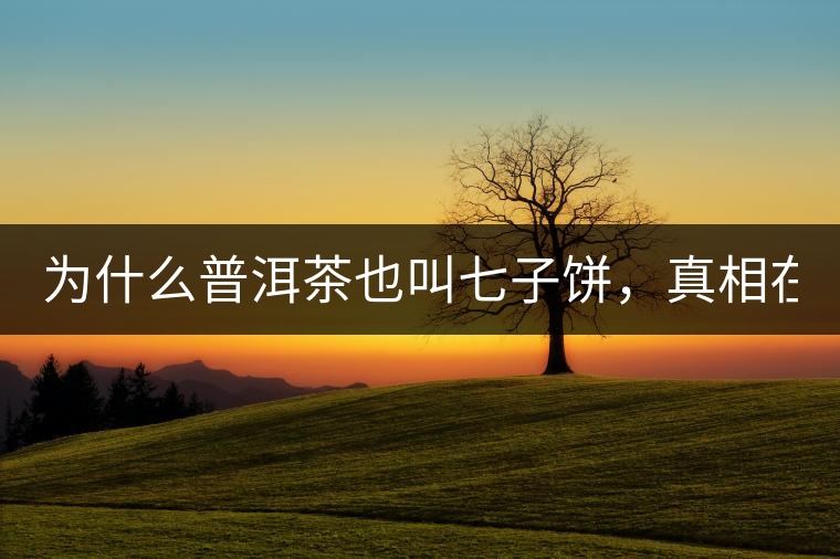 為什么普洱茶也叫七子餅，真相在這里！