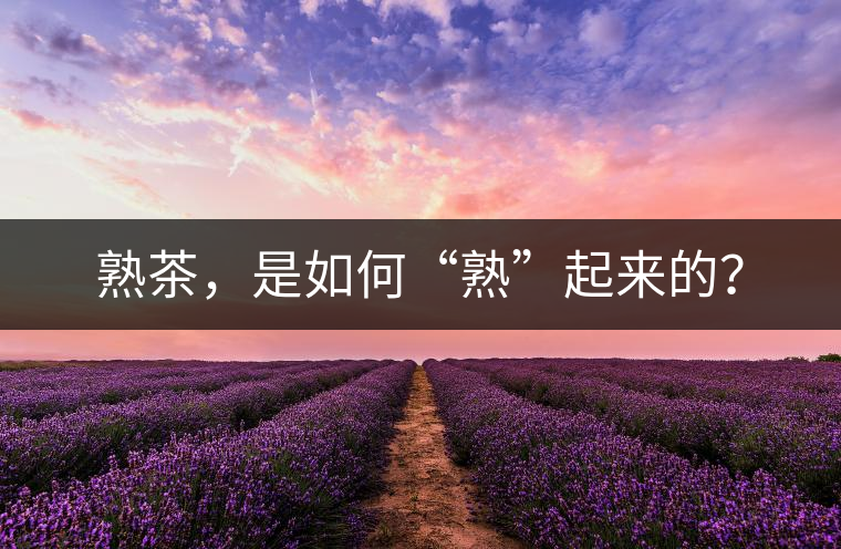 熟茶，是如何“熟”起來的？