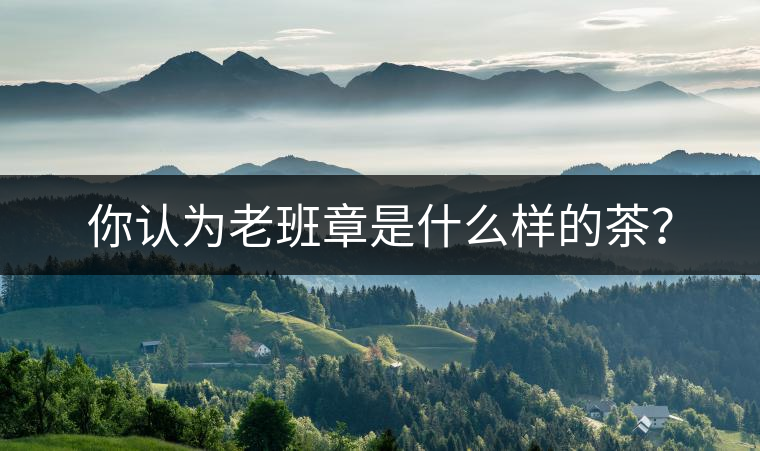 你認(rèn)為老班章是什么樣的茶？