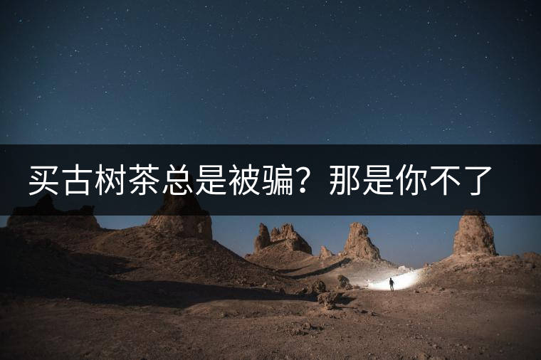 買古樹茶總是被騙？那是你不了解古樹茶的十大真相