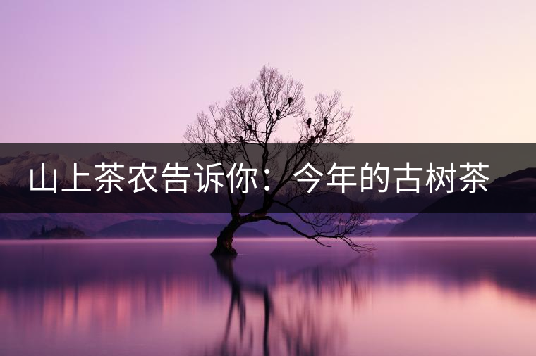 山上茶農(nóng)告訴你：今年的古樹茶為什么那么貴？